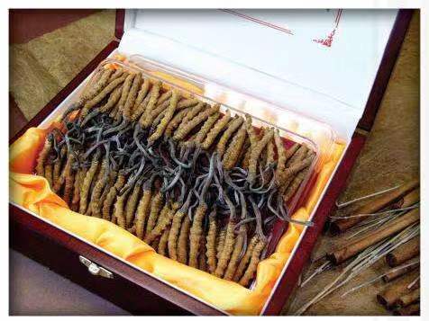 鲤城冬虫夏草回收